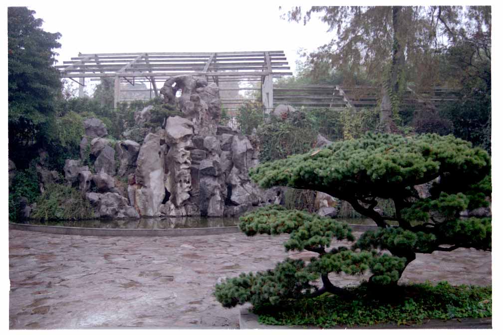 Bonsai in Xuanwu Lake