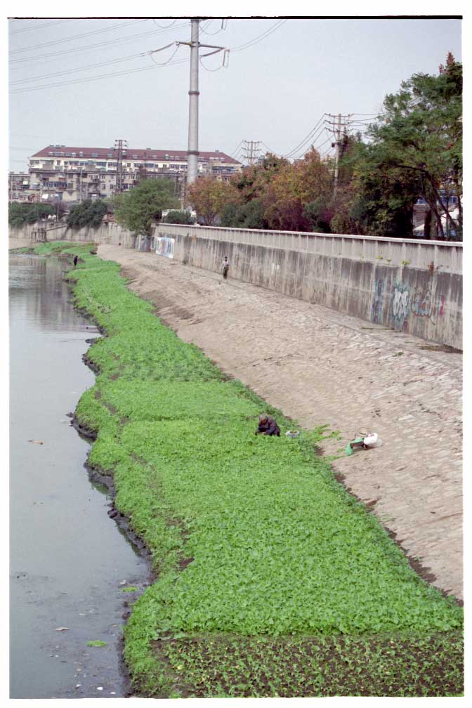 Growing plants on a Nanjing river